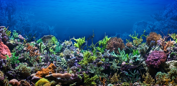 Coral Reefs In Florida Becoming Affected By Global Warming 